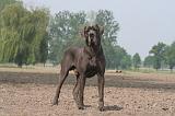 DOGUE ALLEMAND 466